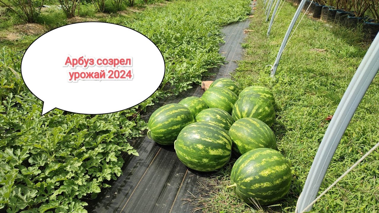 Арбуз созрел, урожай 2024. Как вырастить такой арбуз в Беларуси?