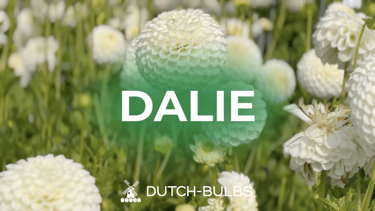 Piantare i tuberi di dalia in vaso│DUTCH-BULBS.COM