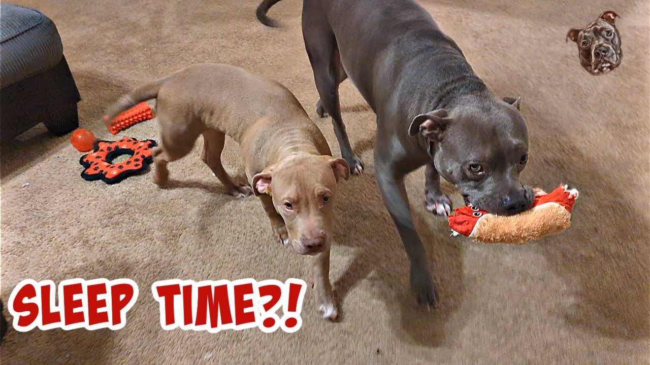 Pitbull Needs Toy To Go To Sleep So Cute! They're A Blessing!!