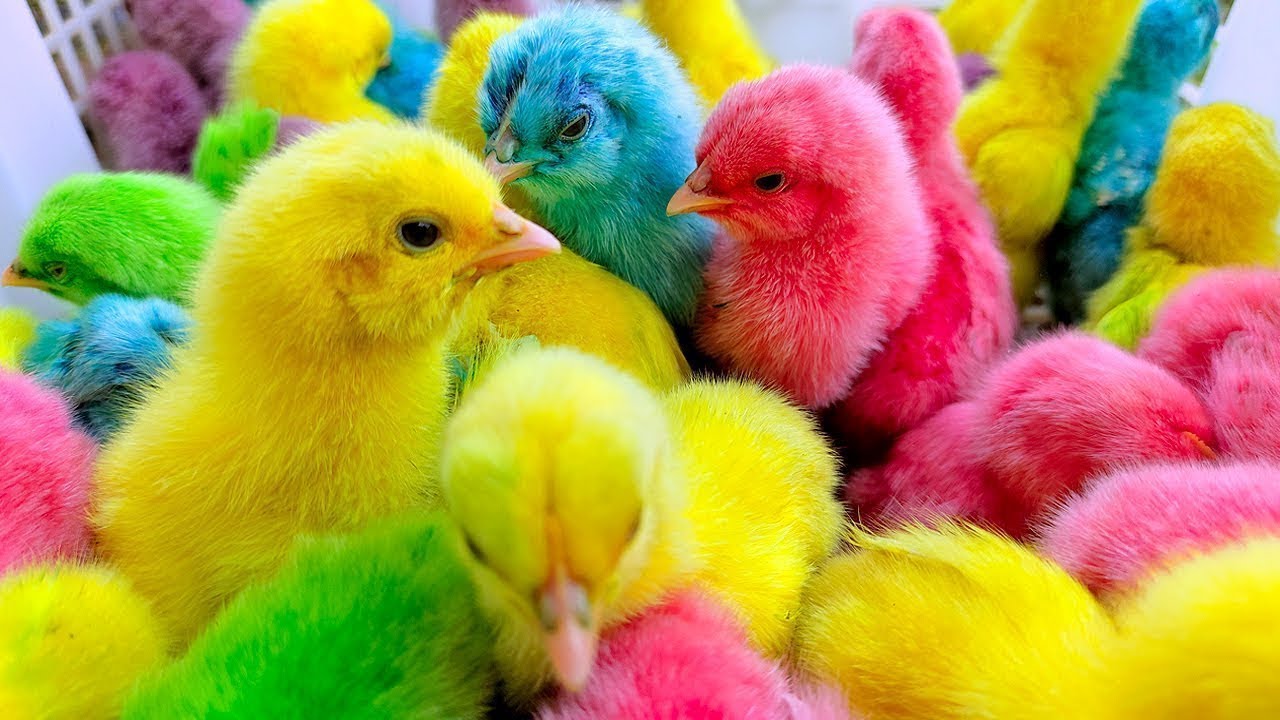 Catch Cute Chicken, Colored Chicken, Rainbow Chicken, Cute Chick, Duck, Rabbit #