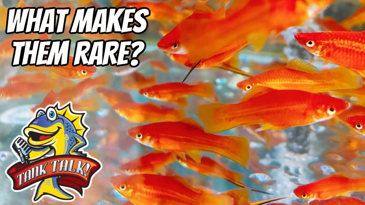 Rare Fish Are Sometimes Rare because No One Wants Them