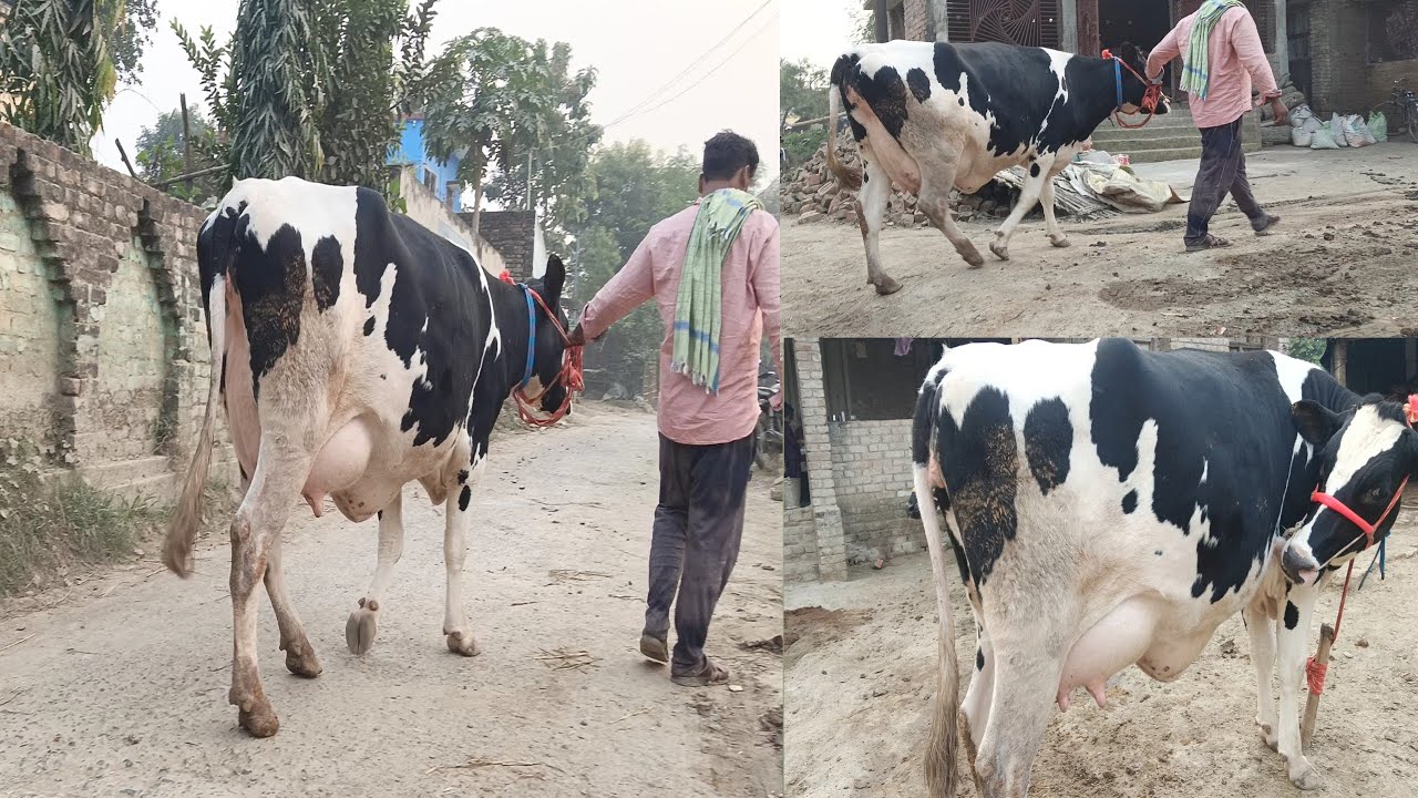 HF गायें काफी अच्छी क्वालिटी की गायें उपलब्ध हैं!!शानदार गायें! फर्स्ट टाइमर गायें!! दो दांत वाली !!