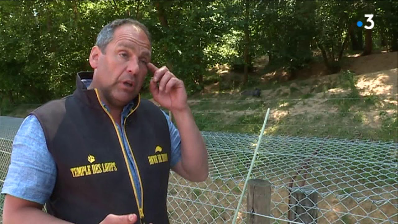 Rencontrez loups et louveteaux au parc de Muchedent en Seine-Maritime