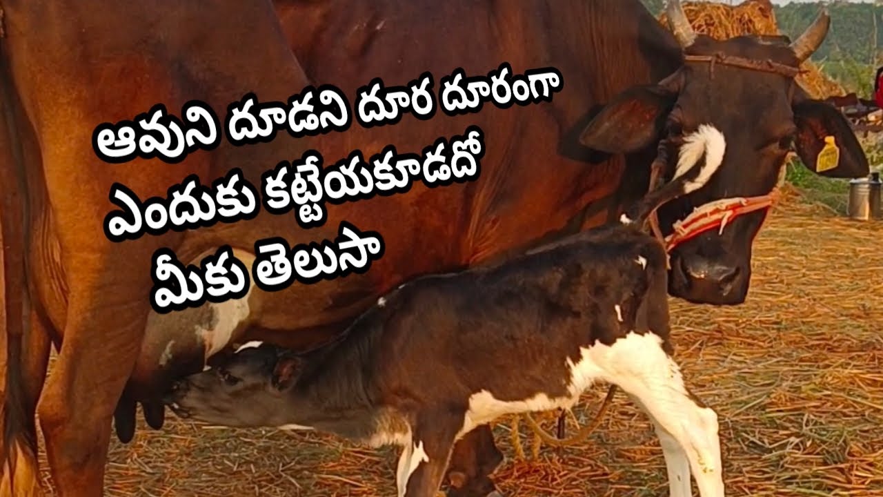 ఆవుని దూడని దూరంగా ఎందుకు ఉంచకూడదు cow baby #chirayudairyfarm