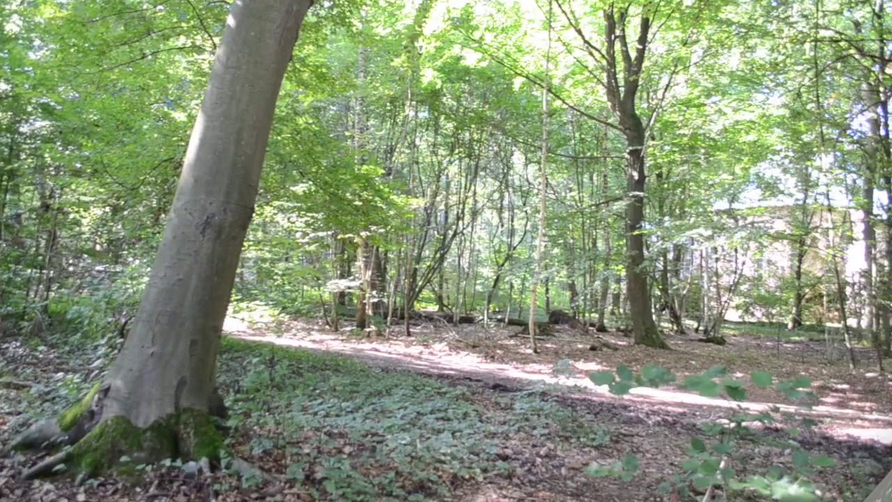 Bilder vom Schulwald