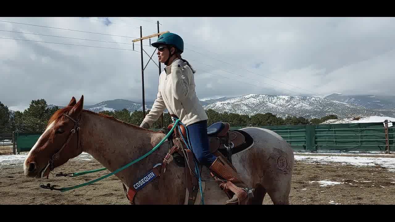 Daily Dose of Horsemanship Homework #1