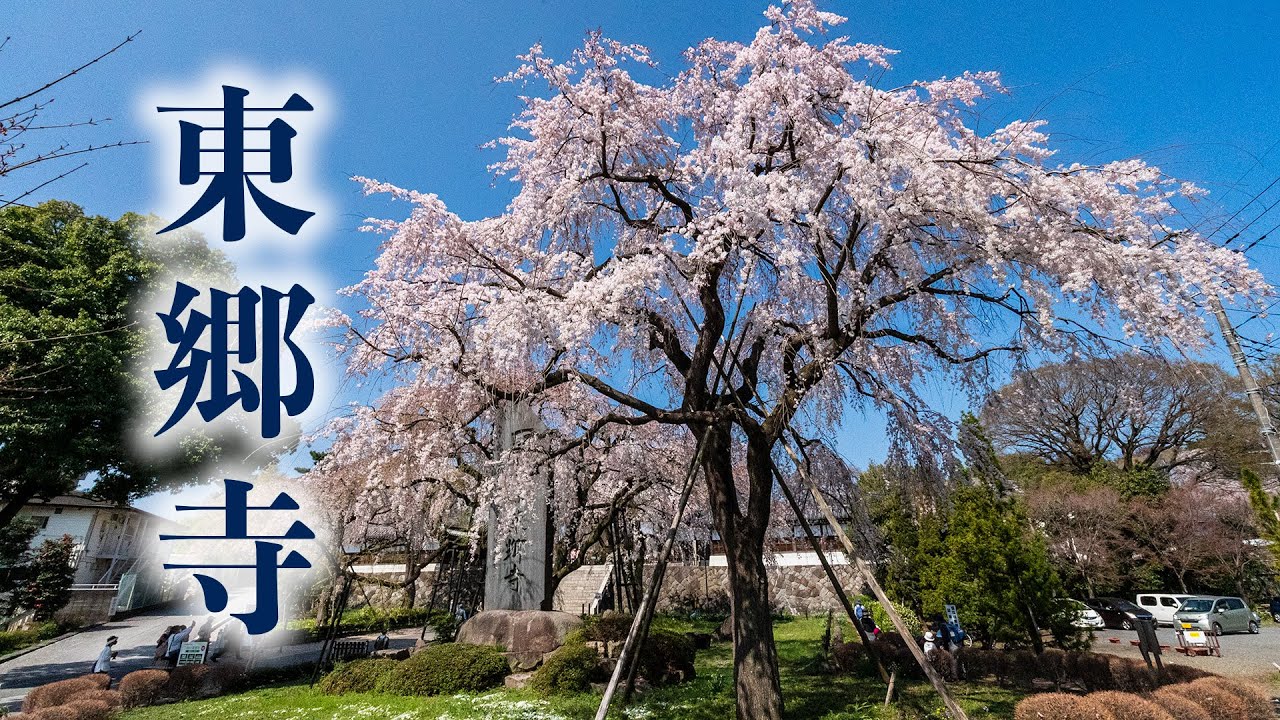 東郷寺 枝垂れ桜【桜2023🌸】府中市 名木100選 - Togoji Temple Weeping Cherry Trees