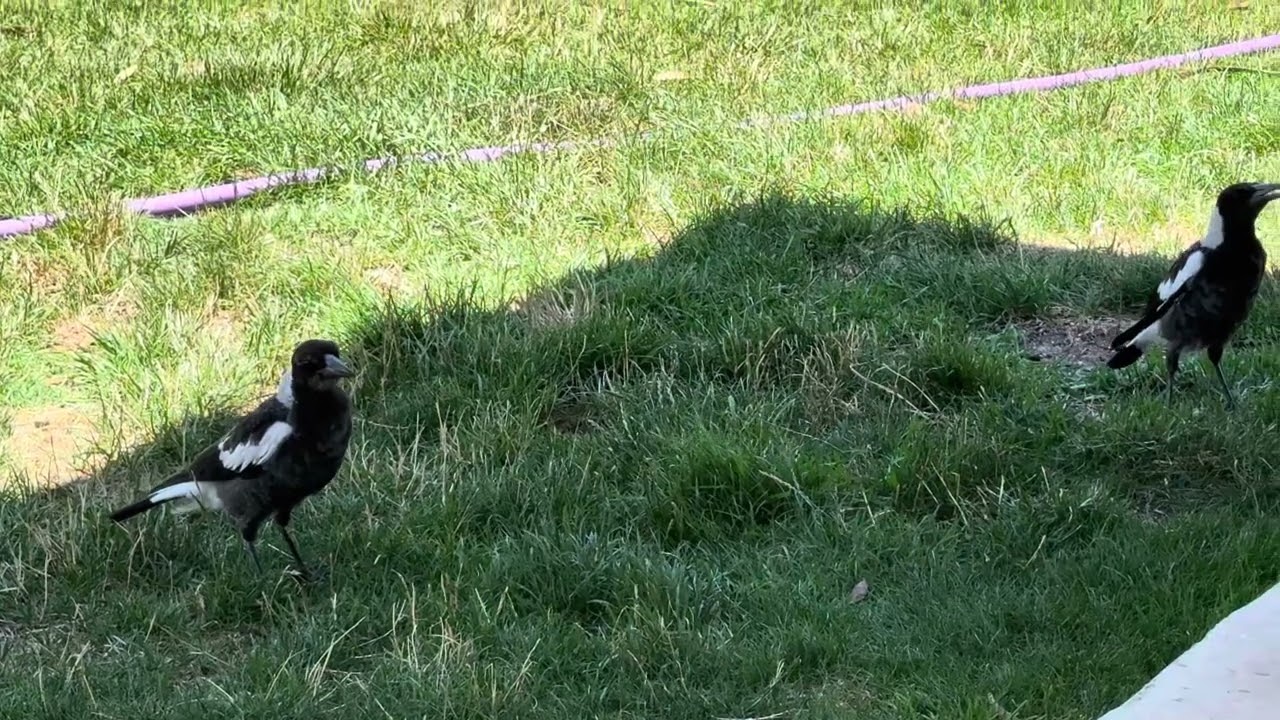 Singing Magpies 