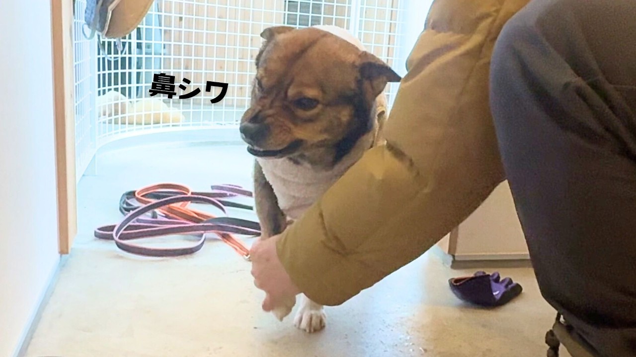 もこもこ服を脱げるのに、今度は足を触られて鼻シワオコのチャーリー