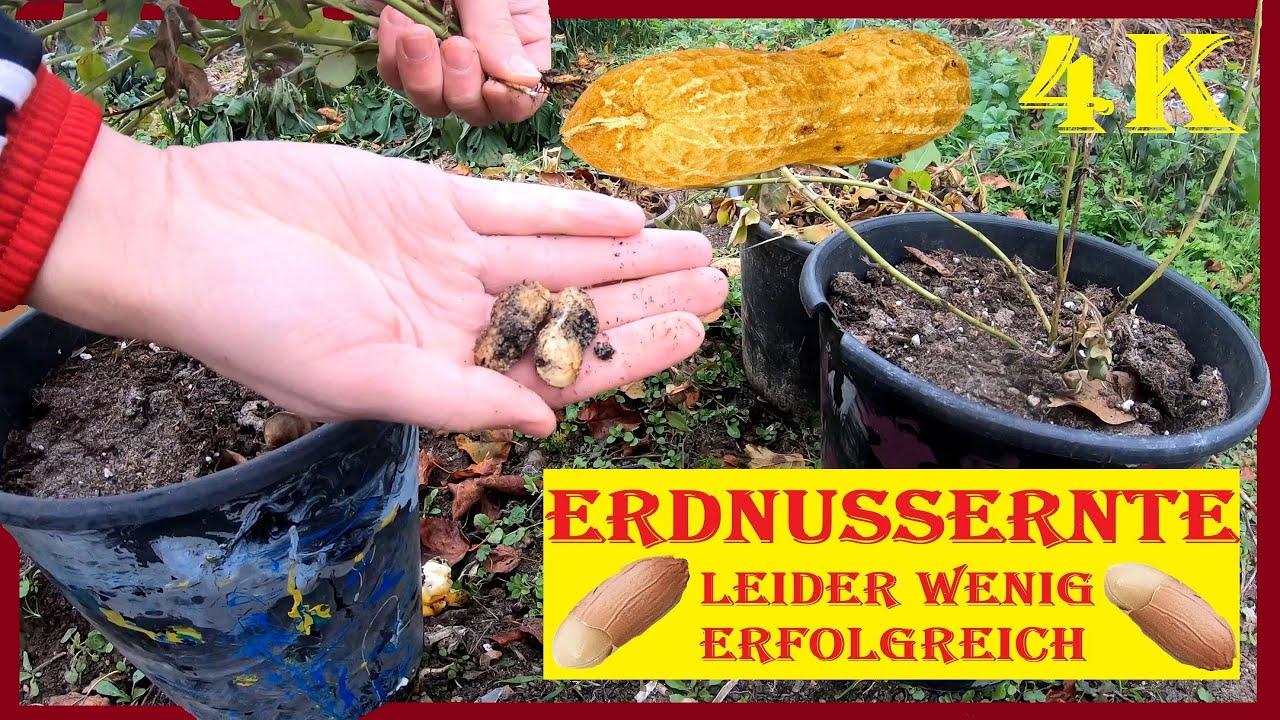 Ernte der im Garten angebauten Erdn&uuml;sse - leider wenig erfolgreich