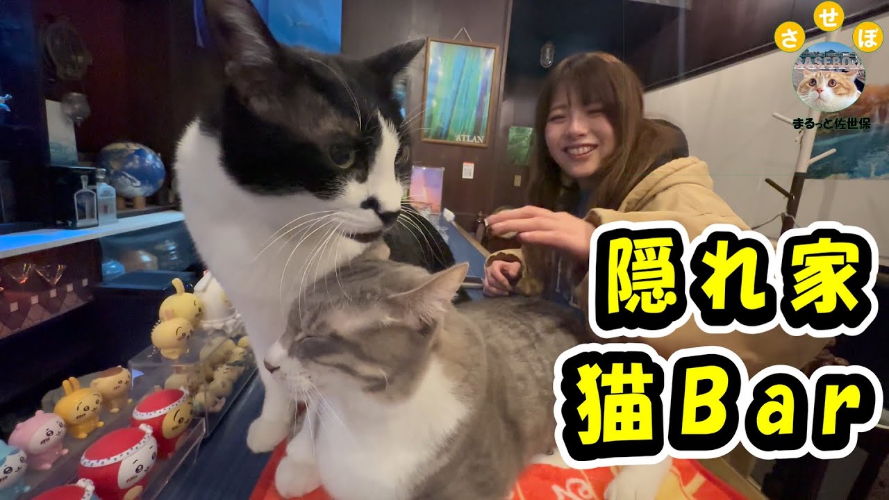 ここは天国か？酒と猫好きが集まる隠れ家的なBar【ATLAN 隠れ家 美空間】