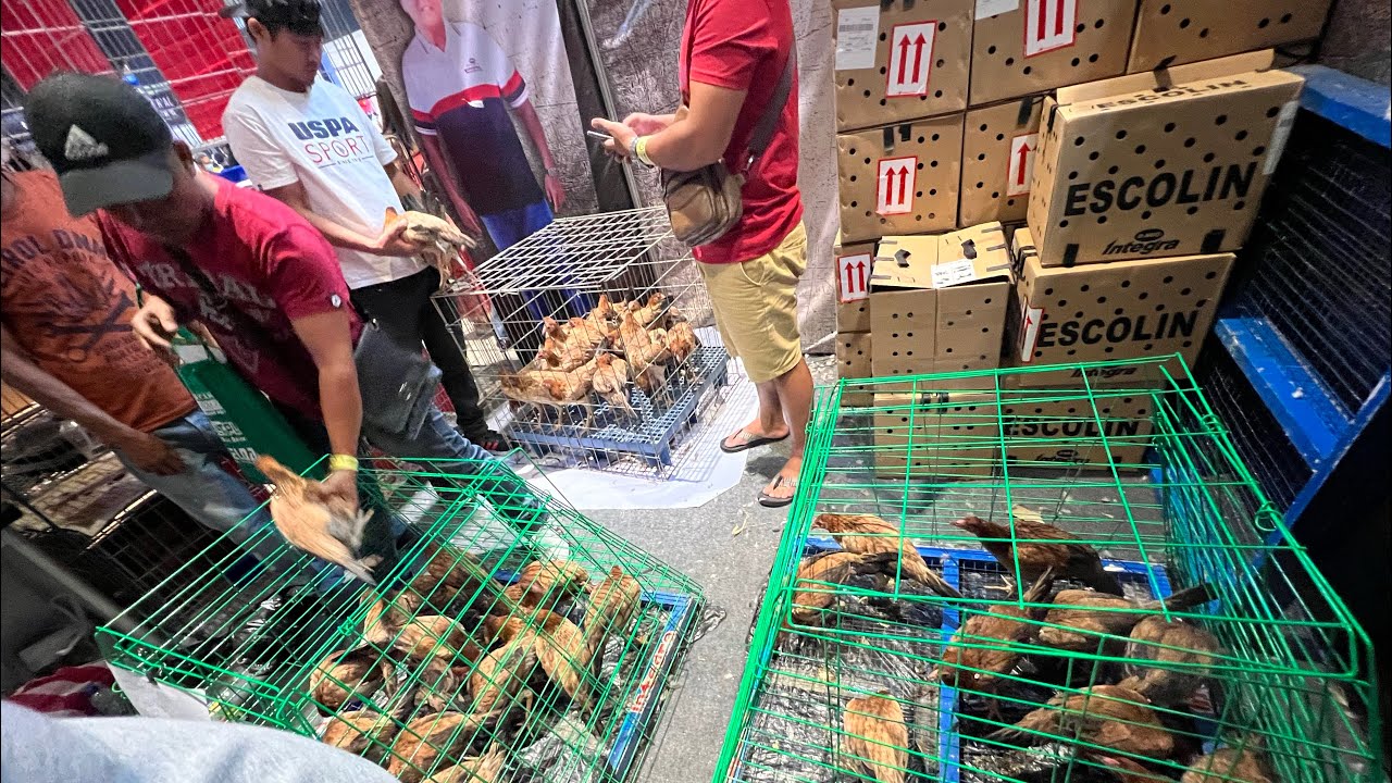 Game Fowl Expo 2023 at World Trade Center