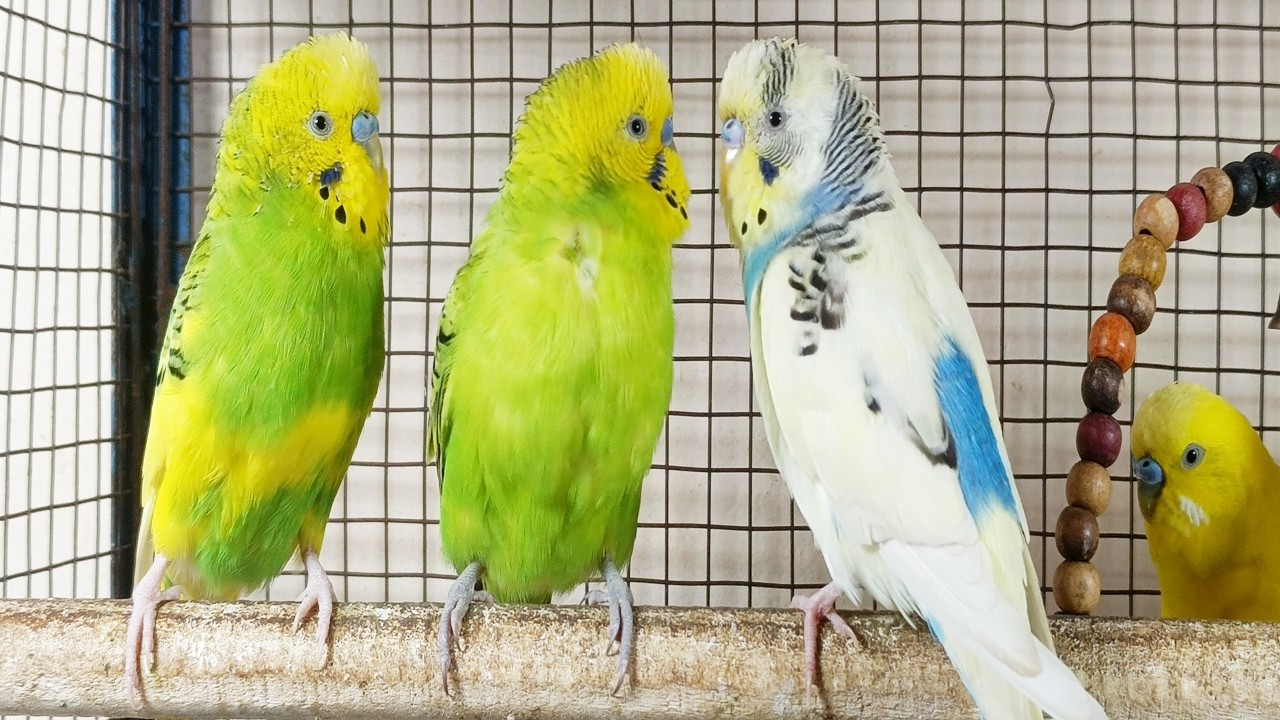 12 hour Soothing & Cheerful Budgie Sounds 🐦💚 | Social Chirping to Comfort Quiet Birds