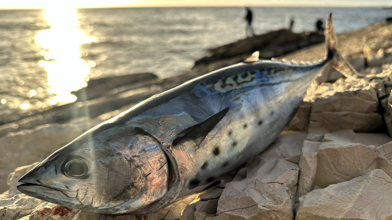 Angeln in Kroatien, Shorejiggen für Little Tunny, false Albacore