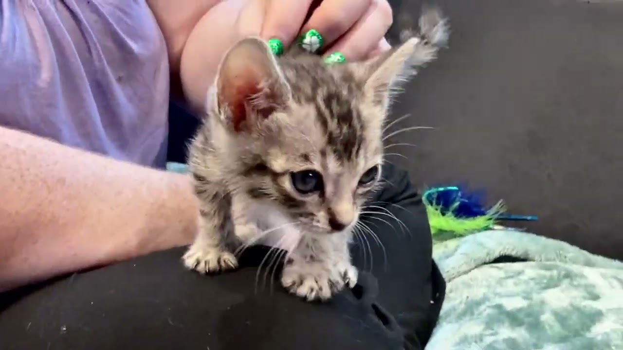 Silver girl: Iris (Misty 1/12/26)