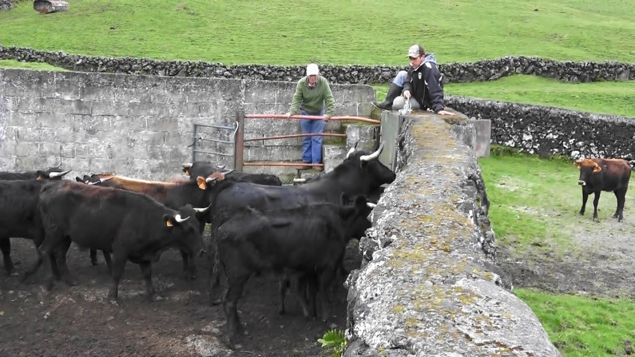 Transferência Das Vacas - Ganadaria João Gaspar - Ilha Terceira - Açores