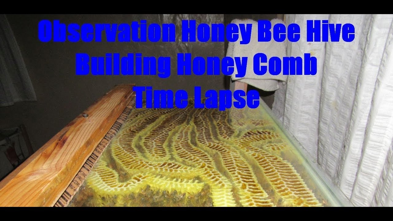 Honeycomb Development in Time Lapse - Observation Beehive