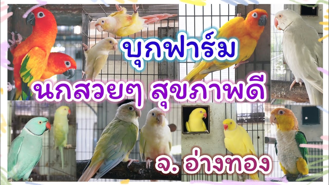 บุกฟาร์ม นกสวยๆ สุขภาพดี ฟาร์มนกครูพี่ปอย จ.อ่างทอง (รับปรึกษาปัญหาสุขภาพนก)