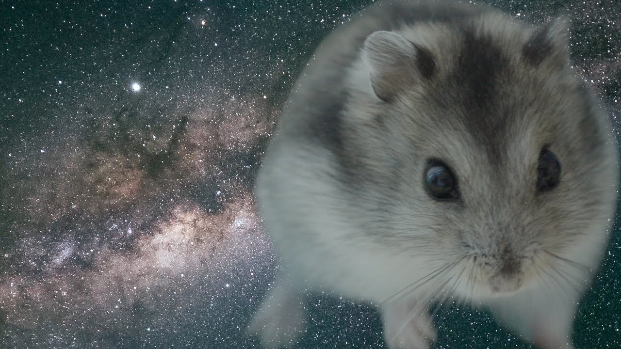 [番外編] 全てを理解したハムスター | Hamster Transcendence