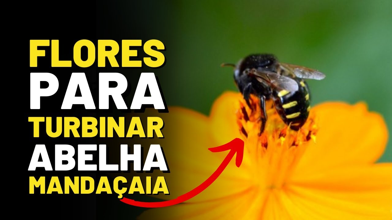 MELHORES PLANTAS para Abelha Mandaçaia