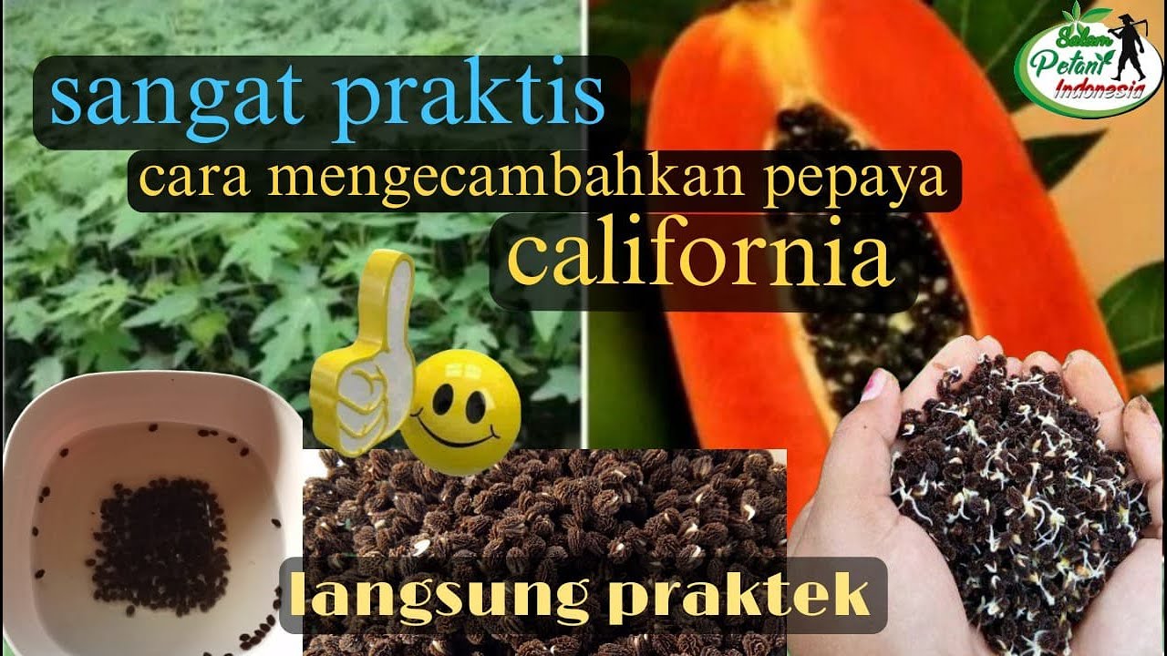 cara mudah mengecambahkan biji pepaya california, simpel mudah dan praktis