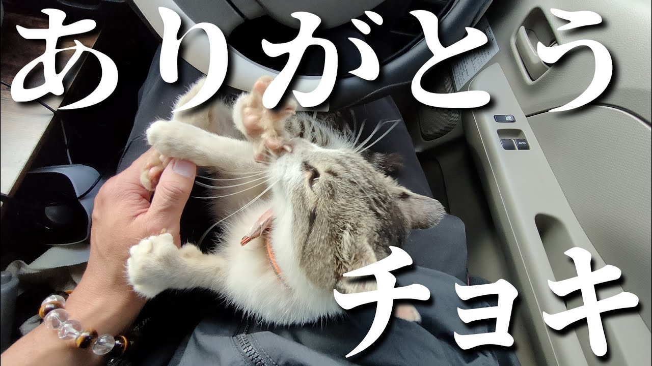 チョキとの思い出。【総集編①】 出会い～