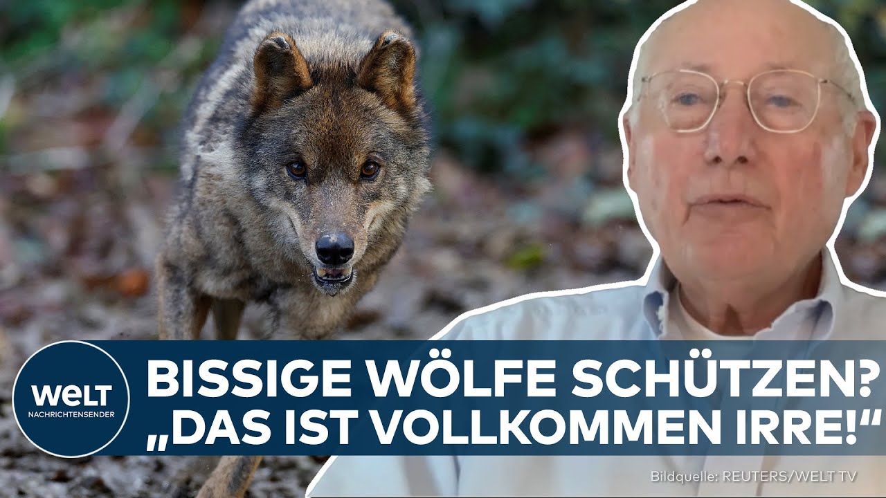 WÖLFE IN DEUTSCHLAND: Nach Wolfsattacke in den Niederlanden – Stefan Aust fordert Abschussquote