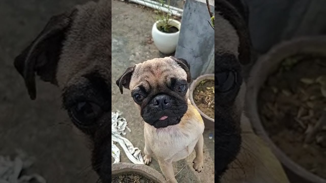 Funny Pug Dog| My pug is finding her friend | 