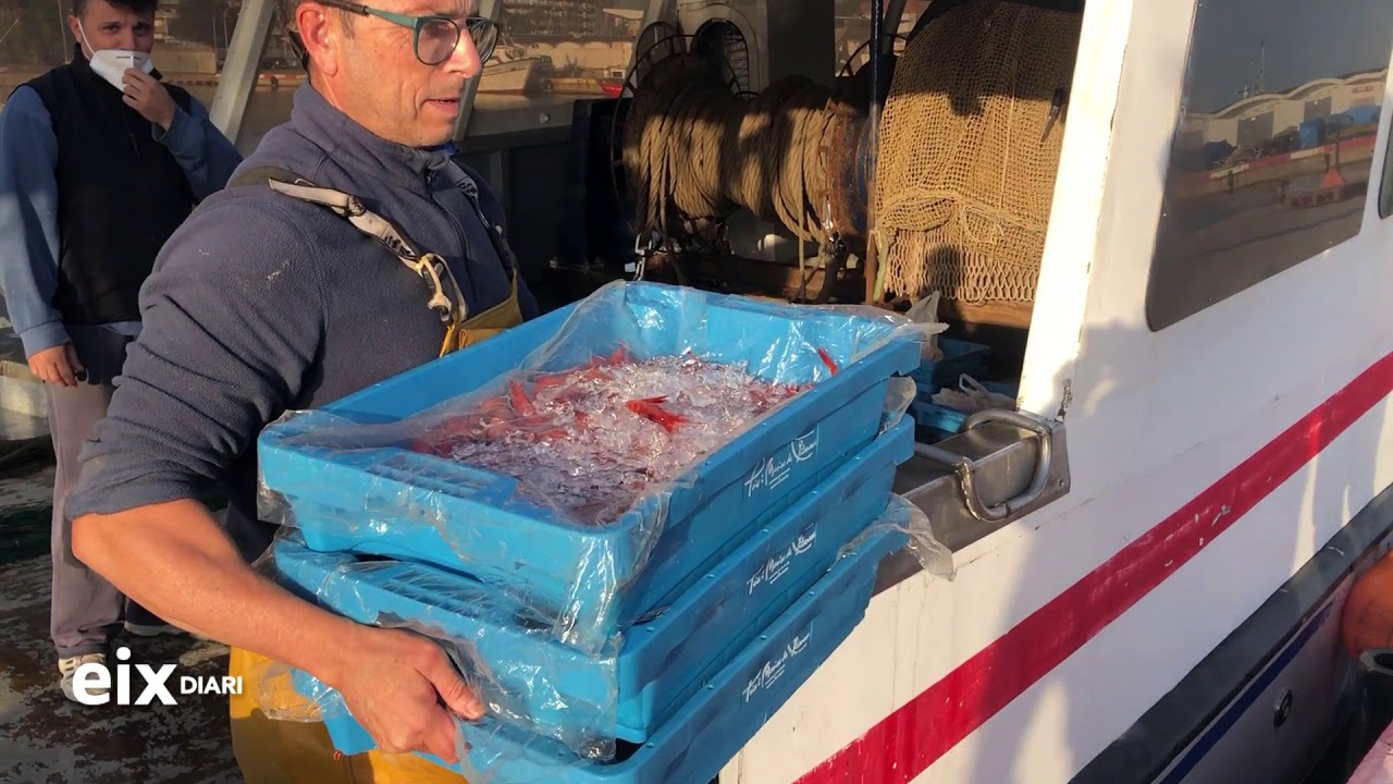La gamba de Vilanova: l'estrella del mercat, la joia de la pesca local