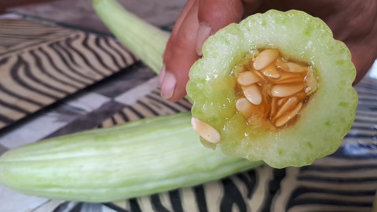 CULTIVA tu Propio ALFICOZ Trucos que te Pueden ser de Utilidad para este Fruto de Verano