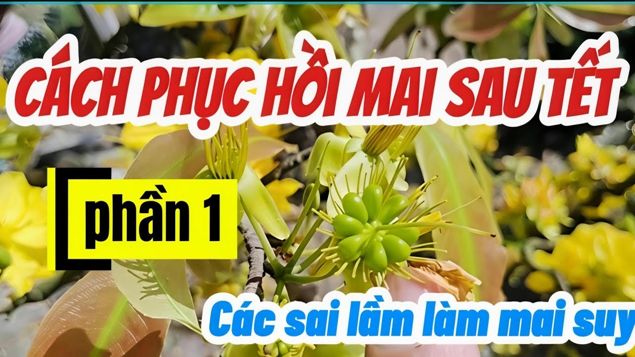 Cách phục hồi mai sau tết. Các sai lầm thường gặp dẫn đến mai bị suy. Mùng 5/1 AL