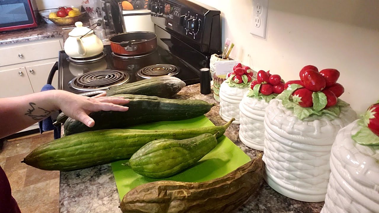 How to process a LUFFA GOURD- From green gourd to clean sponge