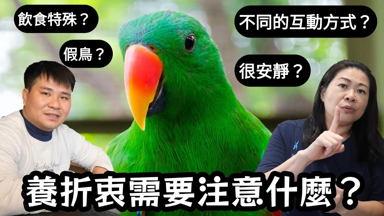想養折衷鸚鵡的你一定要看這部影片!很安靜?飲食需注意?獨特的互動方式? | 精鵡瘋雲(ft.菈格菲鸚鵡旅館、魚雁木坊