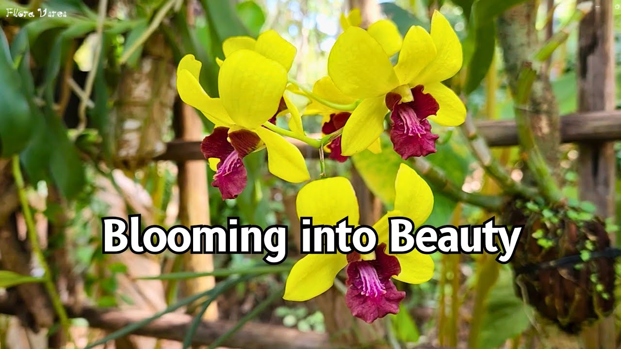 You’ve Never Seen Beauty Bloom Like This