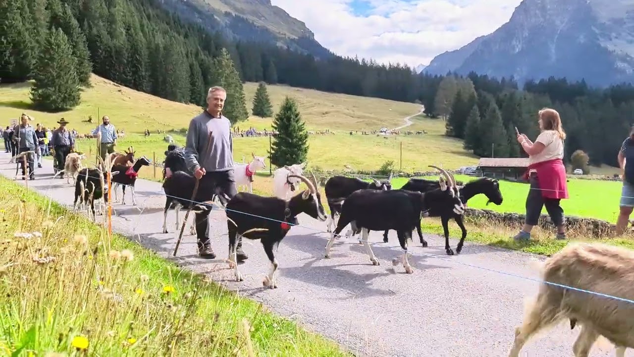 Tradiciones Suizas en septiembre