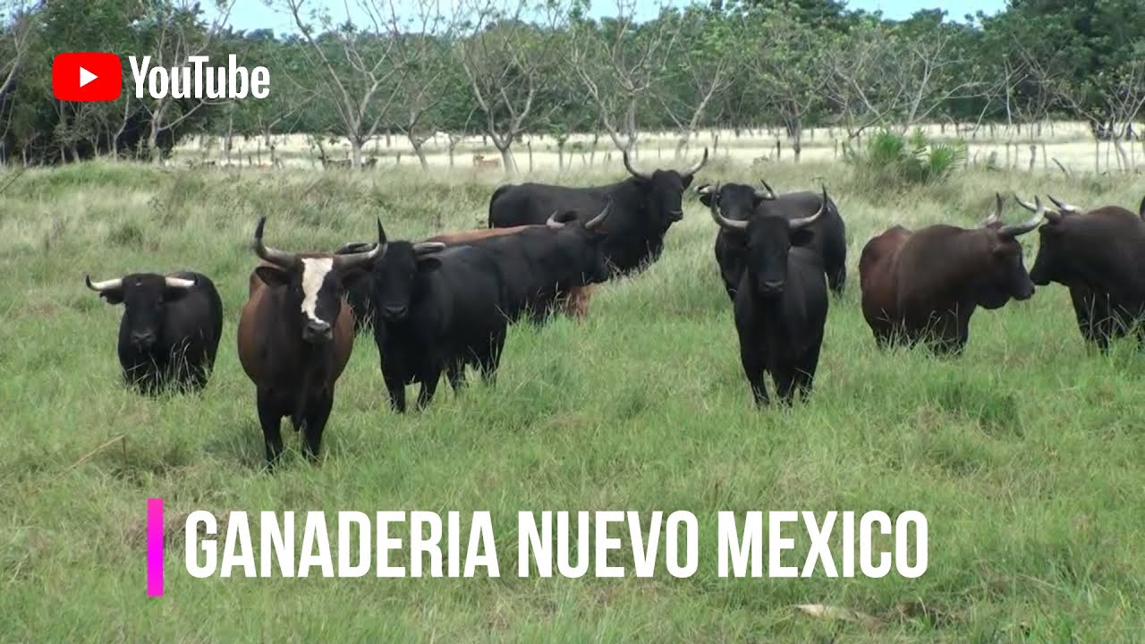 CIENAGA DE ORO 2018 Ganaderia Nuevo Mexico de Musa Besaile