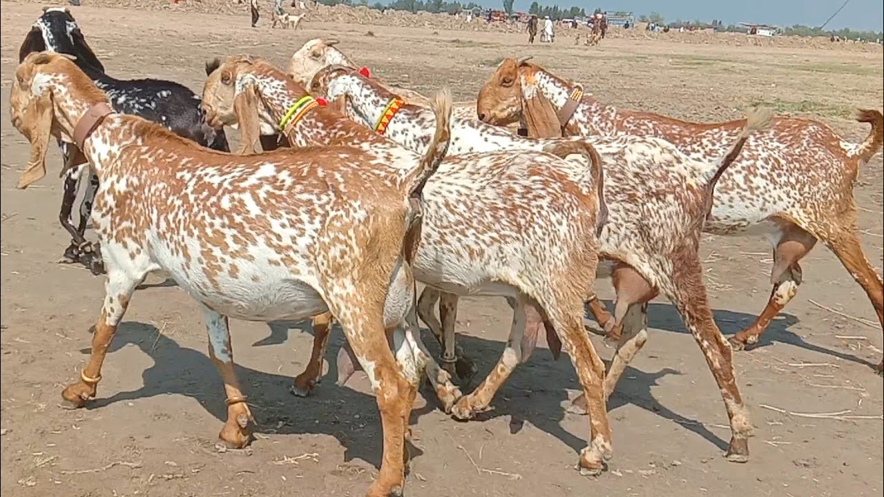 Makhi cheeni gabban bakriyan Ajmal goat farm Hasilpur 03186476022