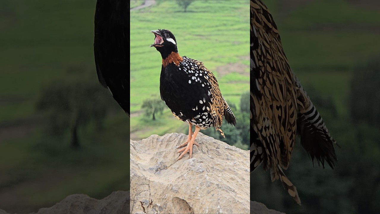 Black Francolin Voice | #kalateetar #teetarawaz #partridges