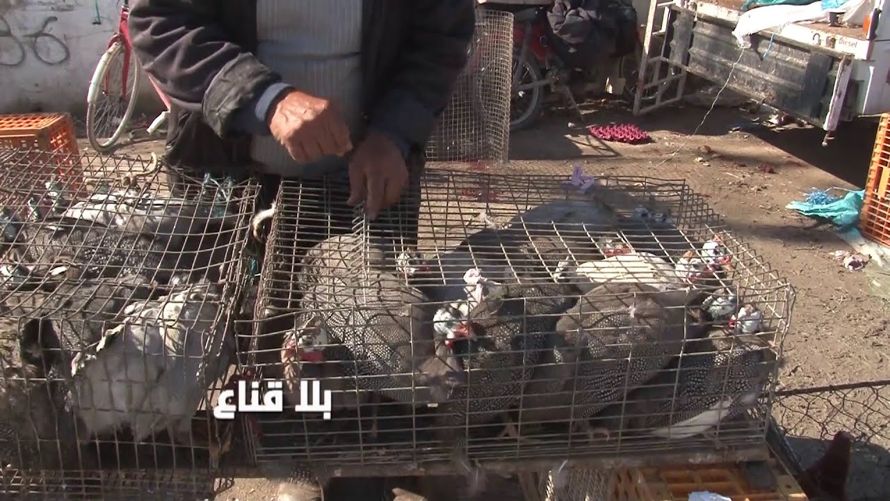 bila kinaa | سوق الجمعة بأريانة..الدجاج العربي أرخص من السوري..السمان بألفين والحجلة بعشرين