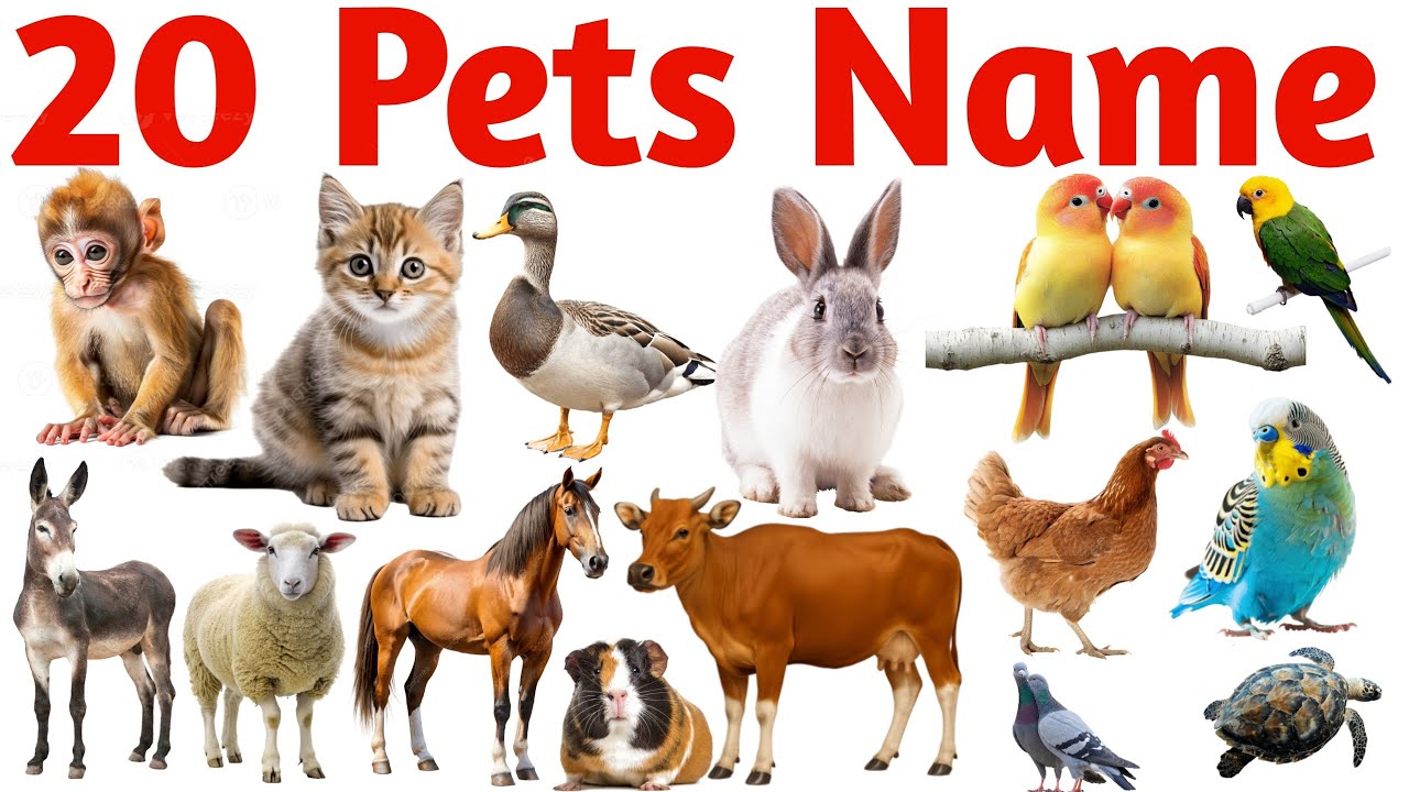 20 पालतू जानवरों के नाम | 20 Pet Animals Name for Kids | Learn Domestic Animals in English Pictures