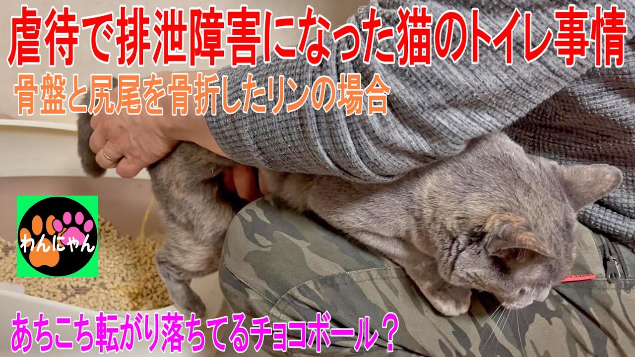 虐待で排泄障害になった猫のトイレ事情