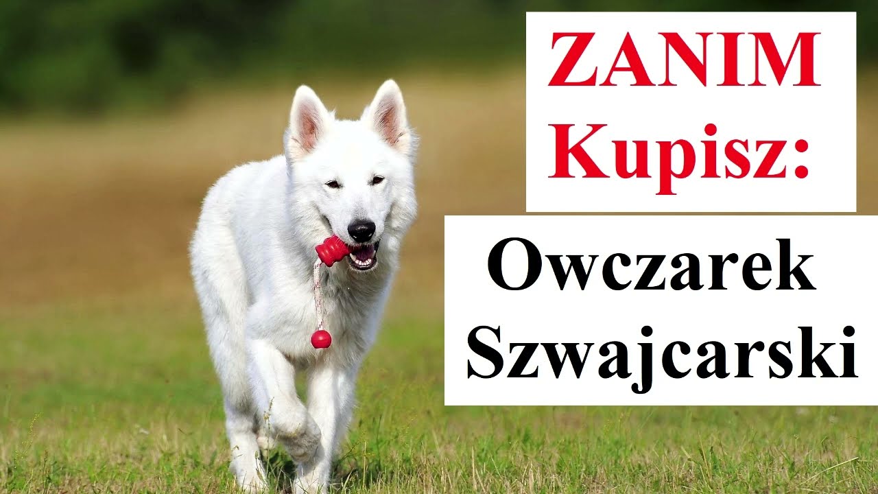Zanim Kupisz Owczarka SZWAJCARSKIEGO