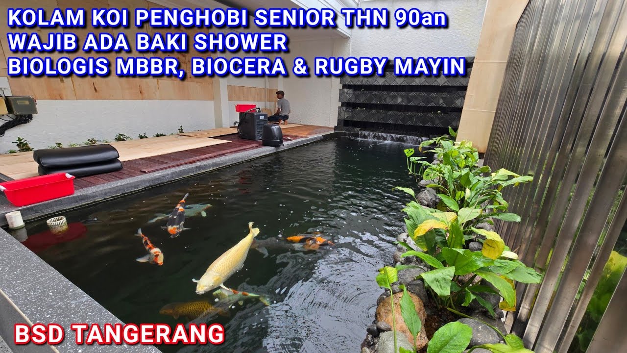 KOLAM KOI SENIOR THN 90AN WAJIB BAKI SHOWER | BSD TANGERANG