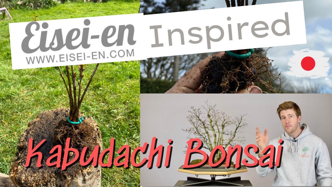 My First Bonsai (Oak Clump Style)