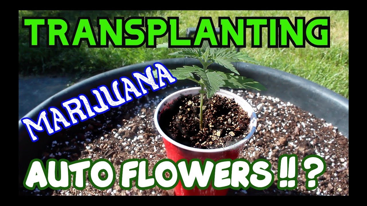 How to : Transplant Autoflowering Cannabis Plants / Seedlings