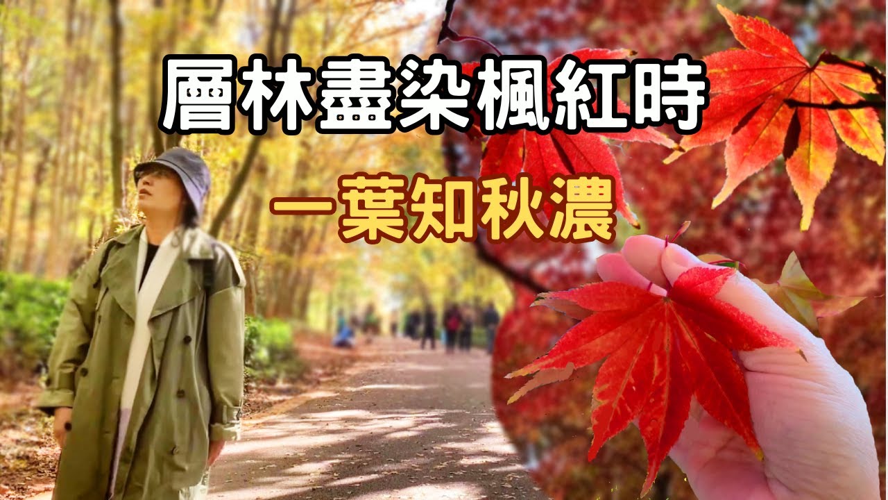 【旅居昆明金秋季】層林盡染楓紅時，一葉知秋濃★搭地鐵追楓共赴秋日視覺盛宴
