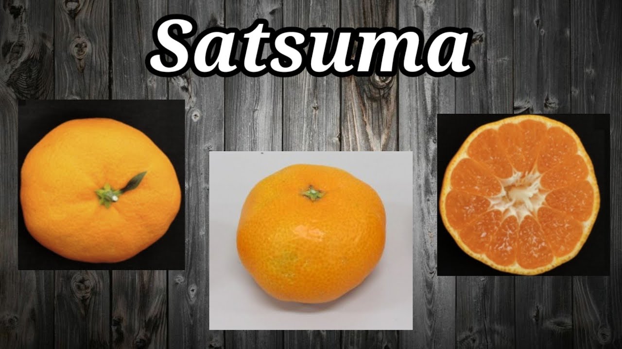 Mandarina SATSUMA