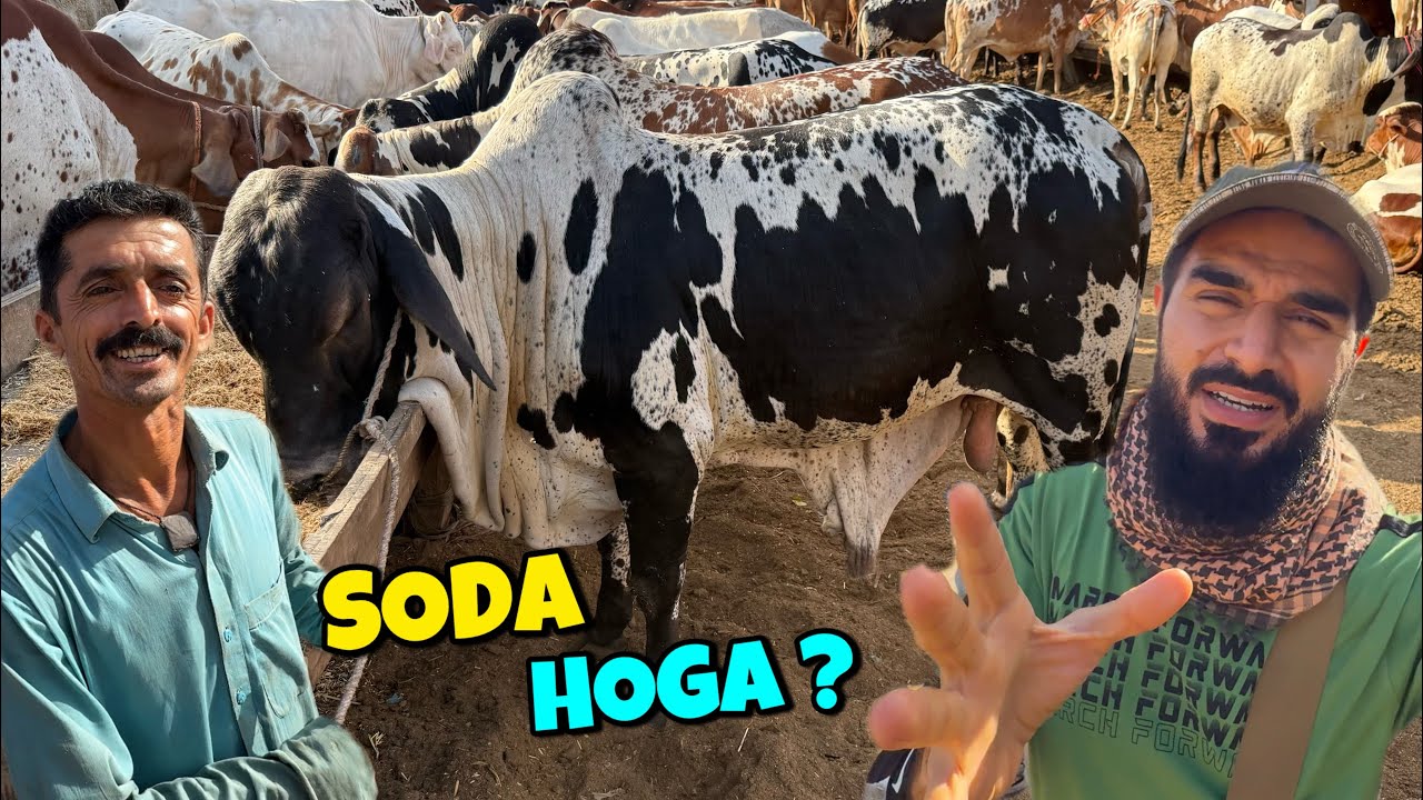 Northern bypass mandi mein soda banega aaj ?
