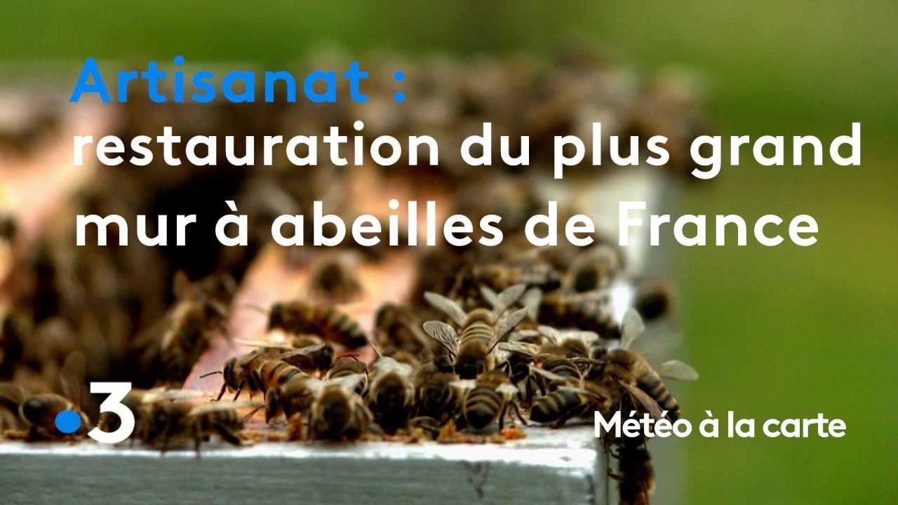 Ils restaurent le plus grand mur à abeilles de France - Météo à la carte