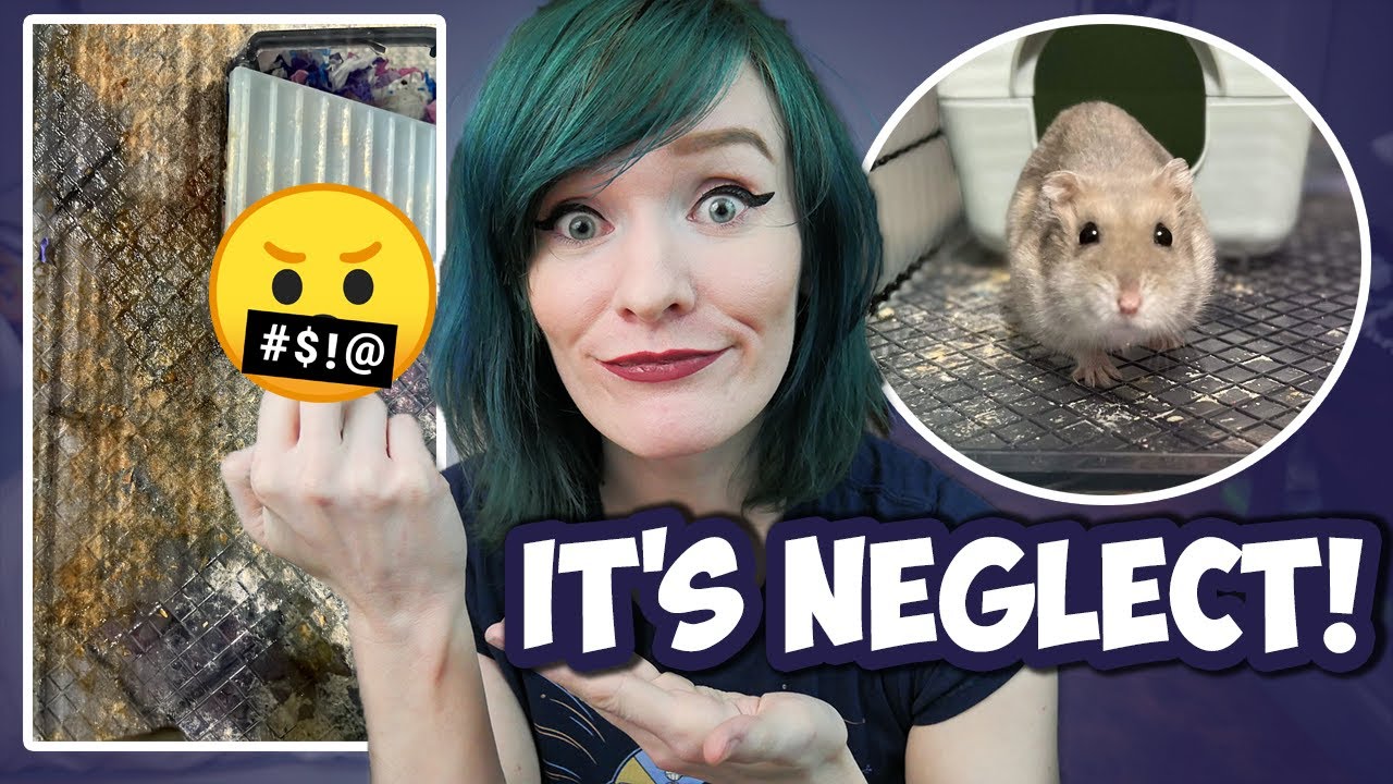 TW: Saving 2 Skinny Dwarf Hamsters! | Billie & Bonte Rescue Story | Munchie's Place